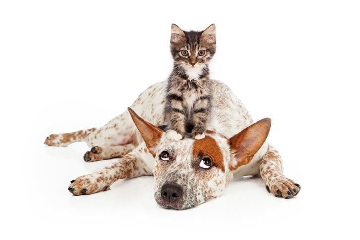 Cat & Dog Animal Clinic | Coronado Pet Hospital