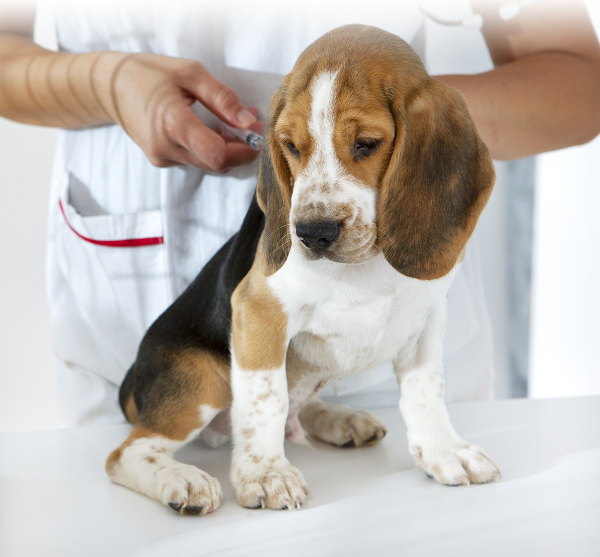 Dog Vaccinations | Coronado Pet Hospital