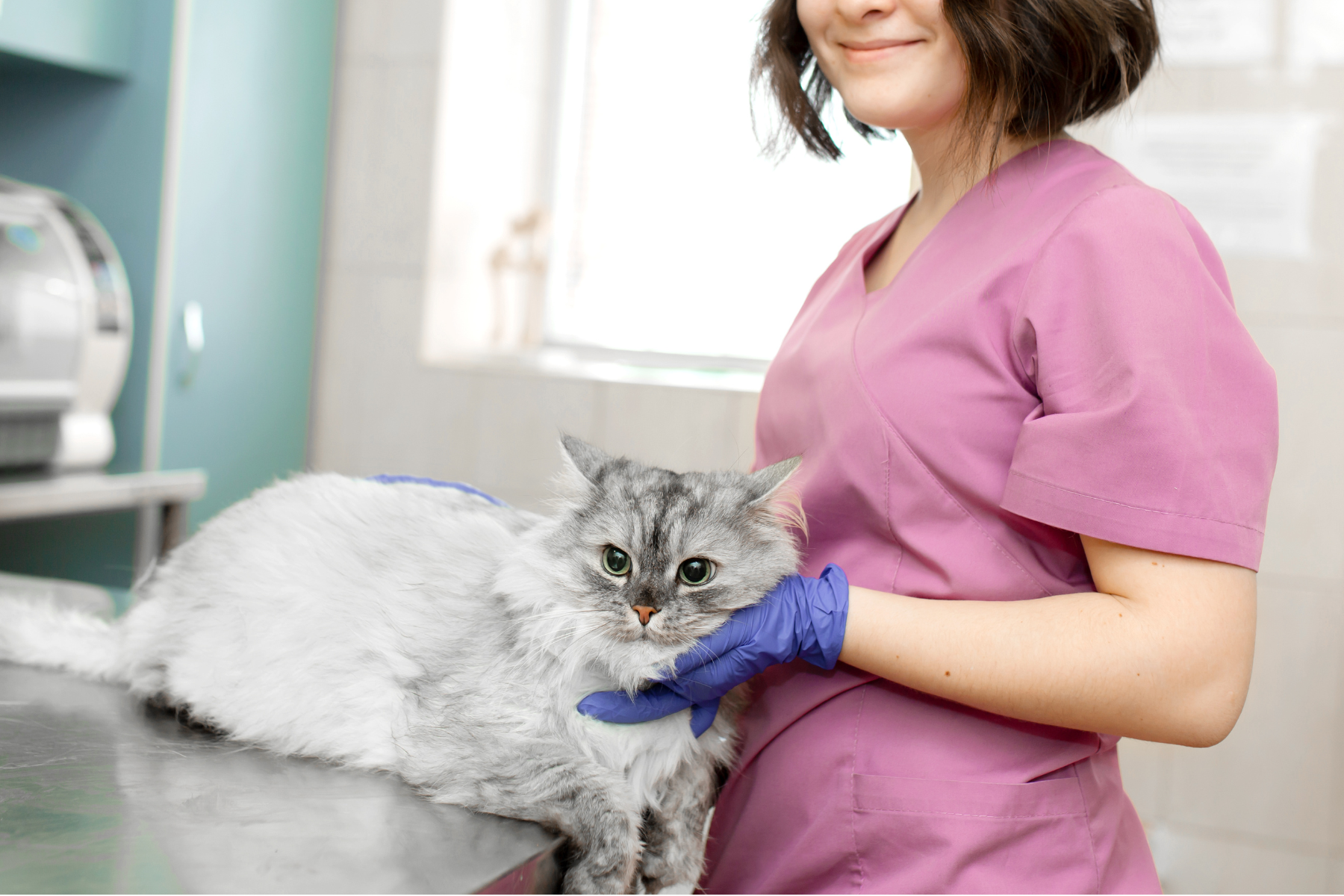 Reasons to Spay or Neuter Your Cat and Who To Call in Rio Rancho