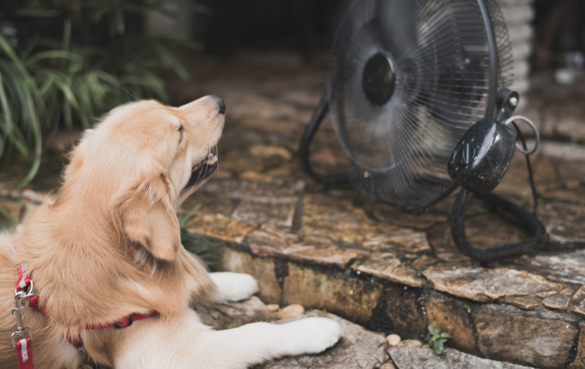 Heatstroke in Dogs: What are the Signs?