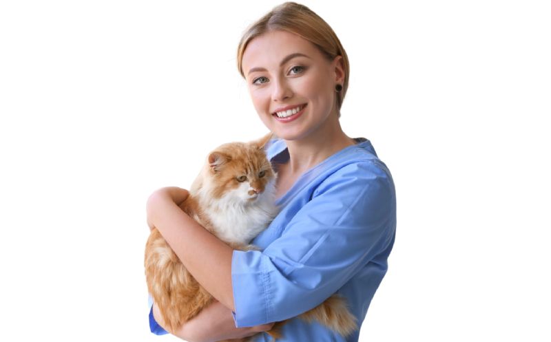 What's the Process of Cat Spay and Neuter Procedures? Our Rio Rancho Doctors Explain