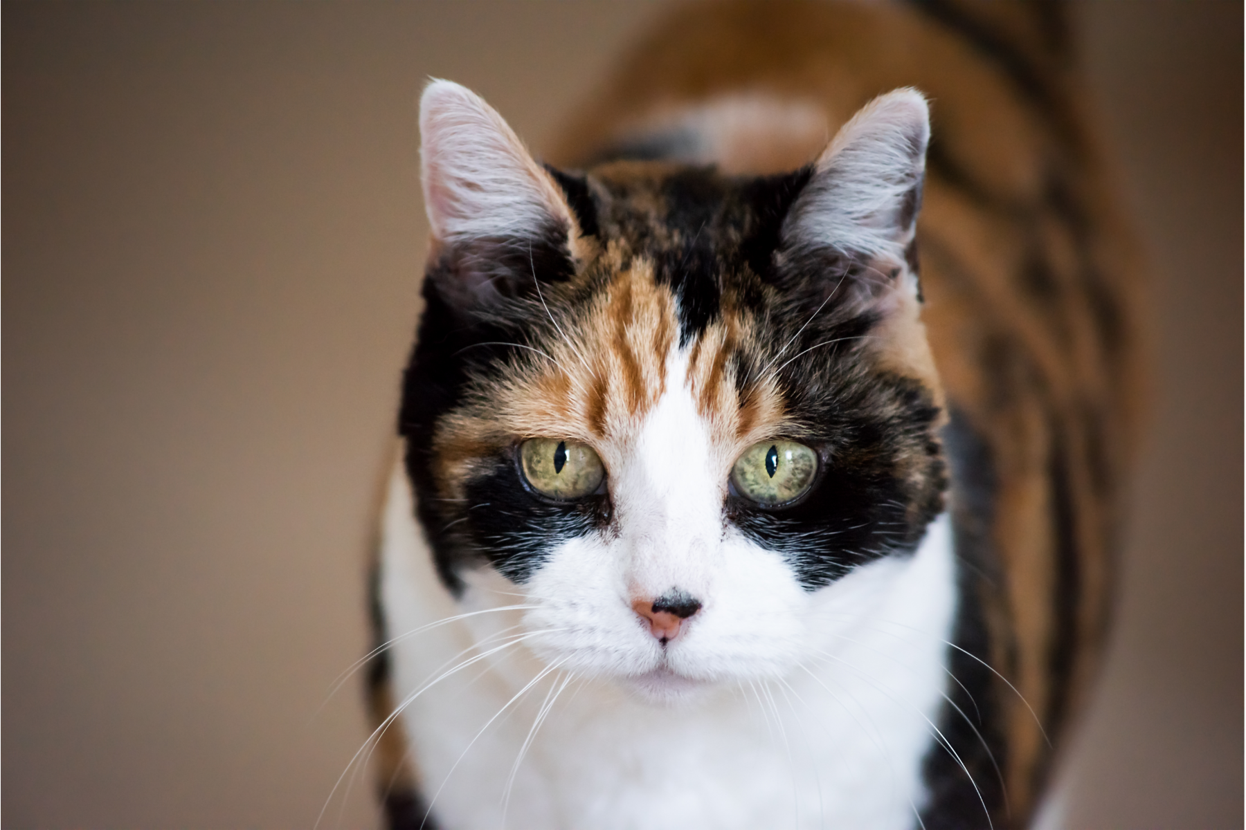 3 Tips to Care for a Senior Cat