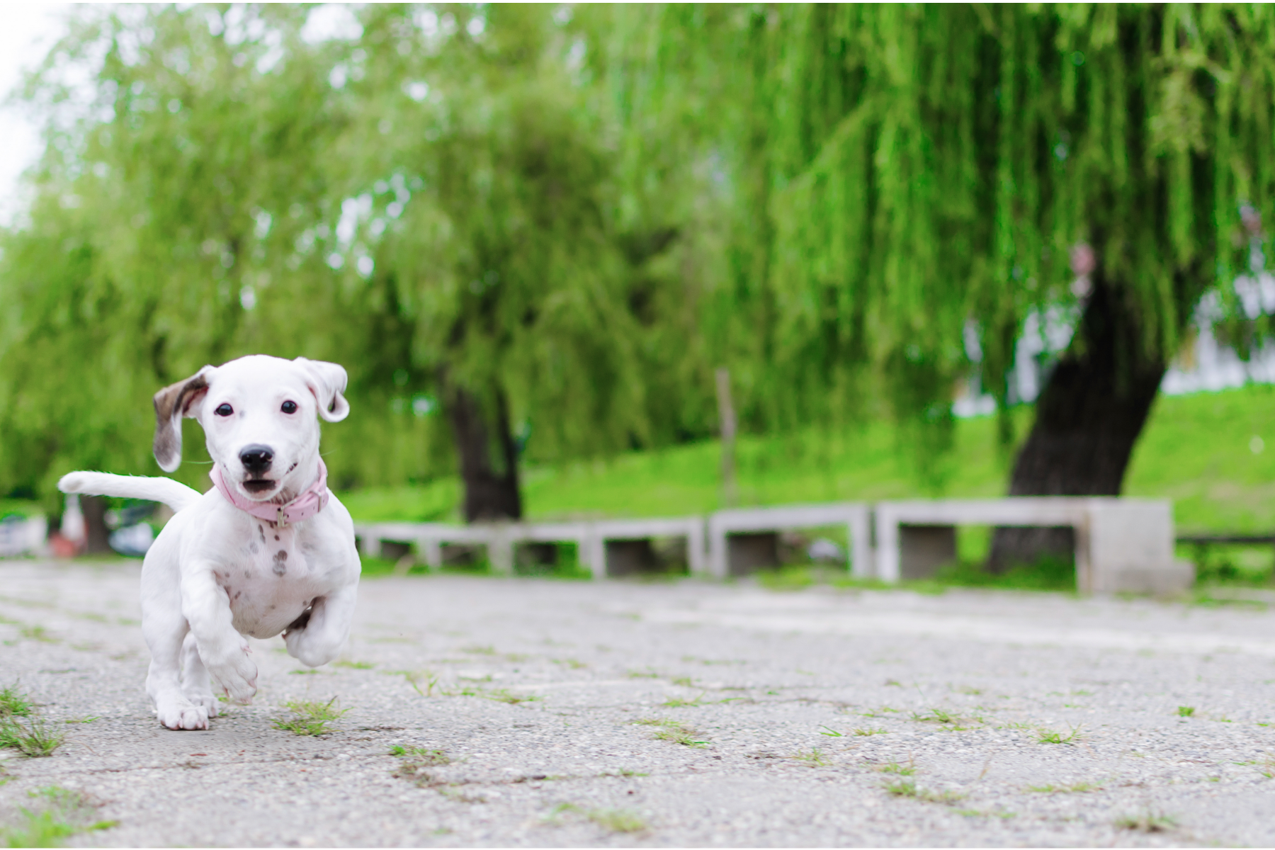 Dog Running on Street | Coronado Pet Hospital