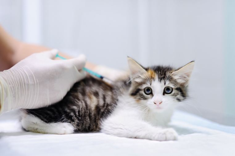 Can taking Vaccination | Coronado Pet Hospital