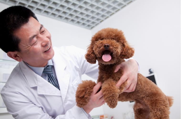 Why Coronado Pet Hospital Is the Best Animal Clinic Rio Rancho Has to Offer