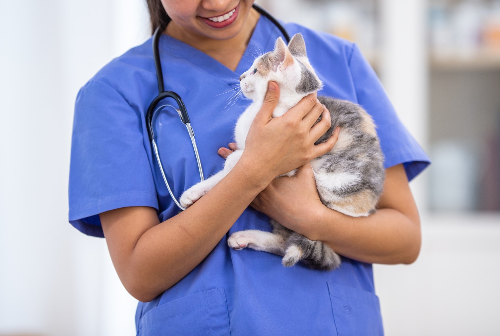The Optimal Age: Spay and Neuter for Bernalillo Cats