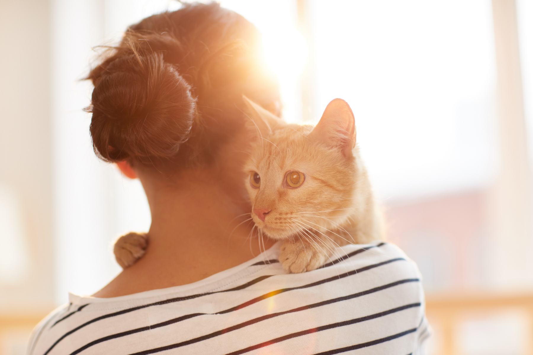 6 Benefits of Owning Cats: A Guide for Bernalillo Pet Lovers