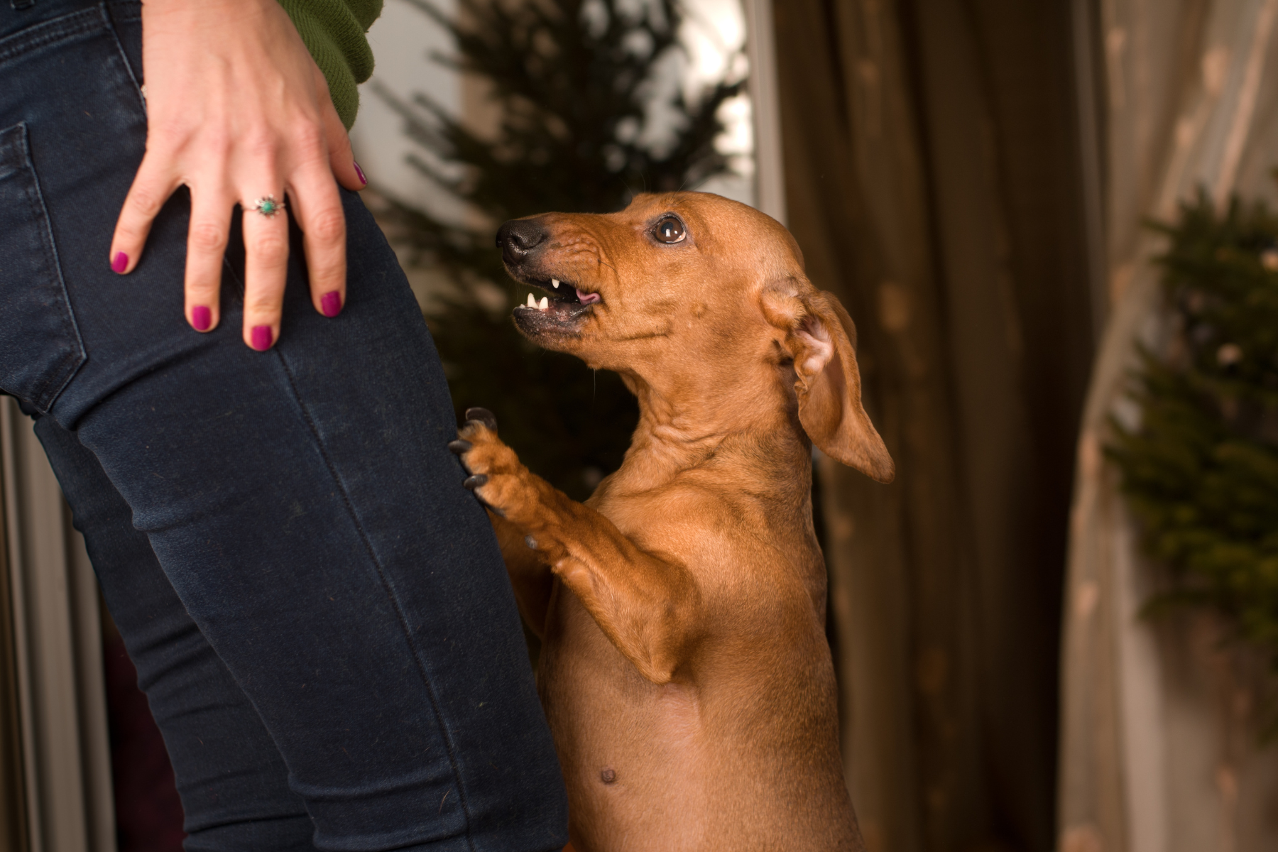 Understanding Dog Behavior: Insights and Tips for Pet Owners