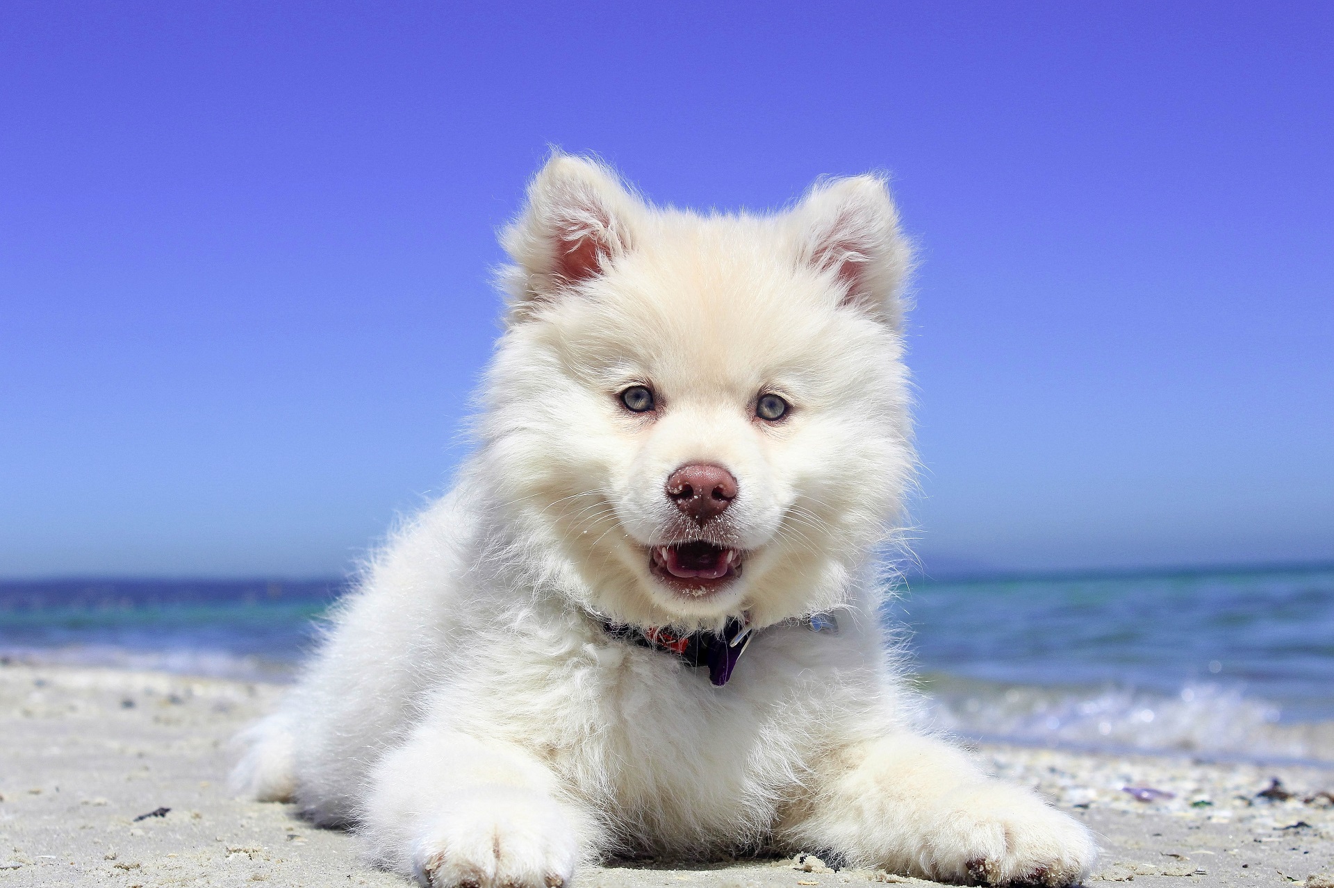 Pet Medications in Rio Rancho