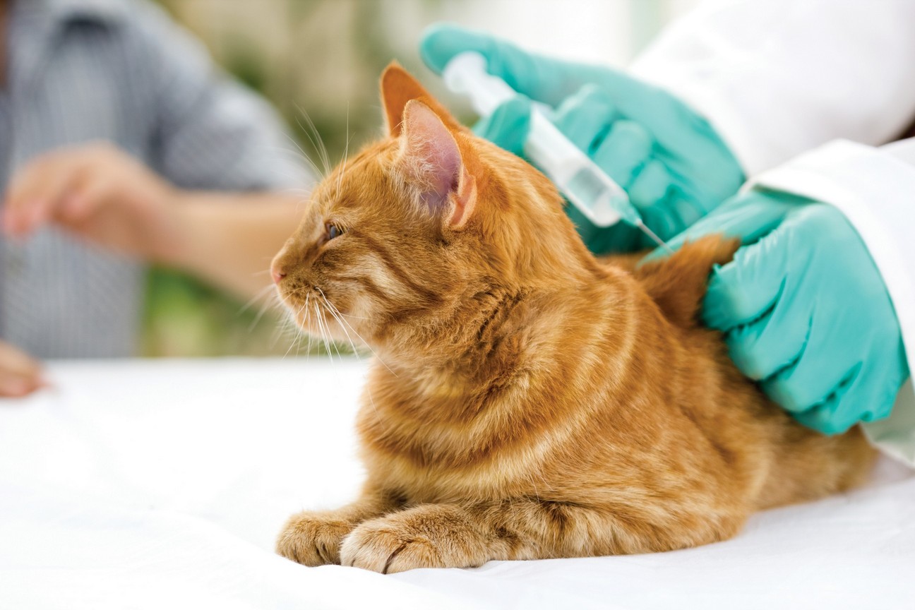 Cat Vaccinations in Rio Rancho